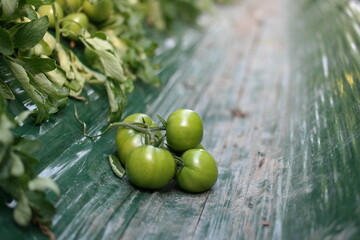 korea daejeoTomatoes growing in the field