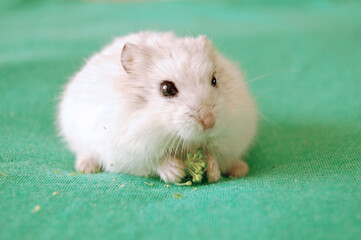 Campbell dwarf hamster is holding broccoli