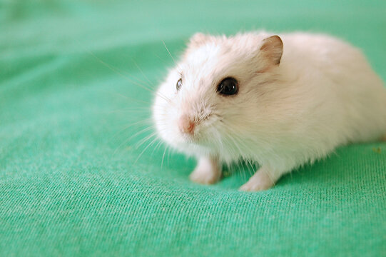 Campbell's dwarf hamster on green background