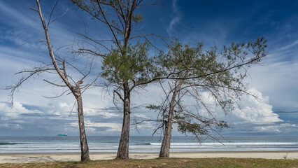 Bizarre coniferous trees grow on a sandy deserted beach. Branches and trunks against a blue sky and...