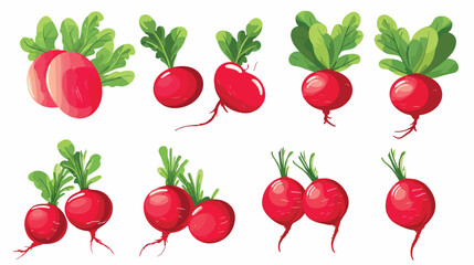 Set of ripe radishes. Vector illustration on white