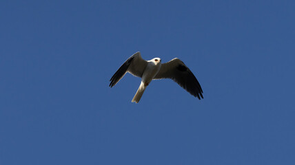 Obraz premium A white tailed kite in flight