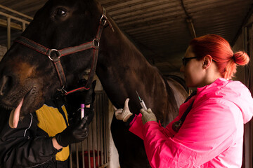 Prepping injection for equine veterinary procedure