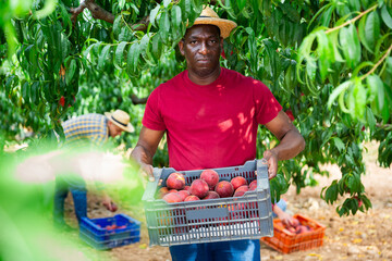 African american farmer carrying plastic box full of ripe peaches in orchard