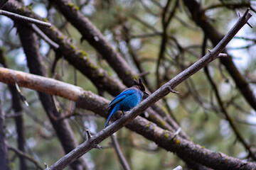 Steller's Jay on Branch