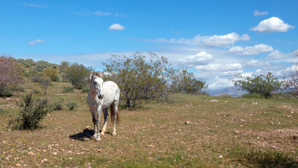 Dapple white wild horse stallion in the Salt River wild horse management area near Scottsdale...