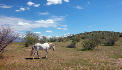 White wild horse stallion walking in the Salt River wild horse management area near Scottsdale Arizona United States