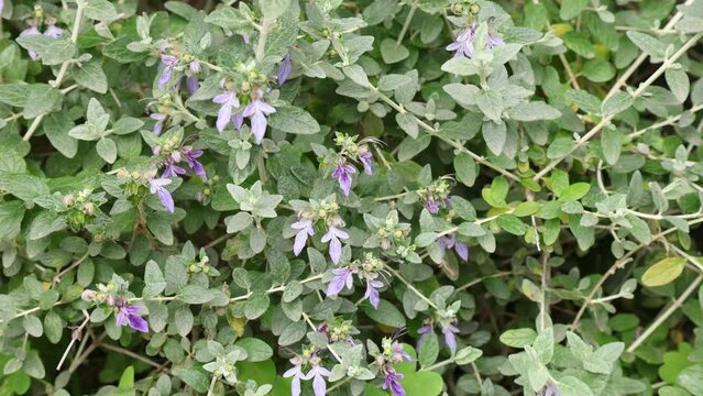Teucrium fruticans also known as germander or shrubby germander is a species of flowering shrub native to the western and central Mediterranean