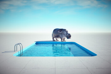 Hippopotamus relaxing at a pool.
