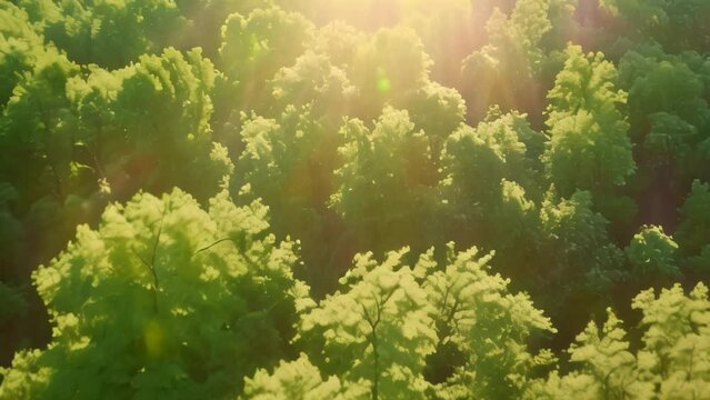 aerial view green forest landscape. 4k video animation