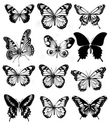 black and white butterflies on the isolated background, simple vector illustration, flat design style