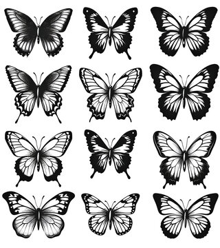 black and white butterflies on the isolated background, simple vector illustration, flat design style