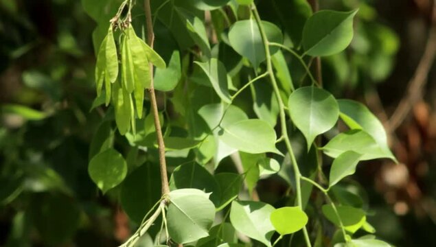 Seed pods of Indian Rosewood (Dalbergia sissoo) tree.