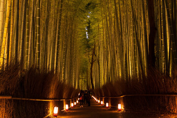 日本の風景　古都京都　嵐山花灯路　竹林の小径