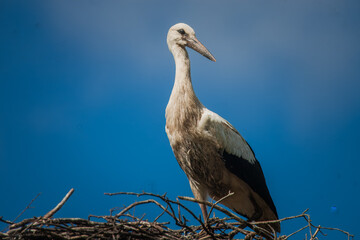 Stork's Nest Vigil
