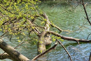 Tree hanging over a river's edge In the Prater meadows in Vienna