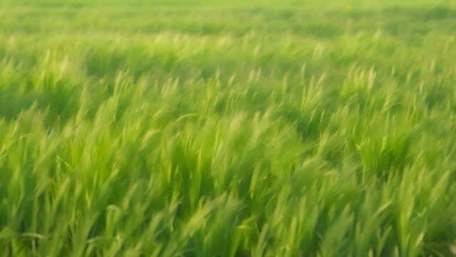Green wheat field waving in heavy wind. 4k video animation