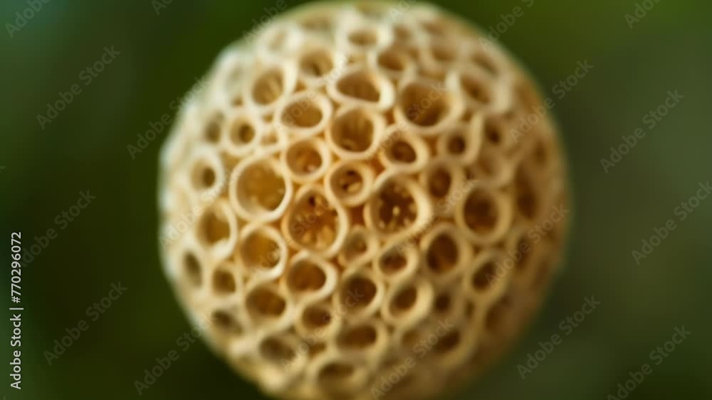 Poster a closeup of a single pollen grain its spherical shape covered in intricate patterns resembling a ma