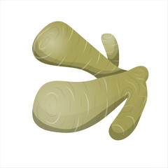 Ginger root realistic vector illustration. Food art in cartoon design element