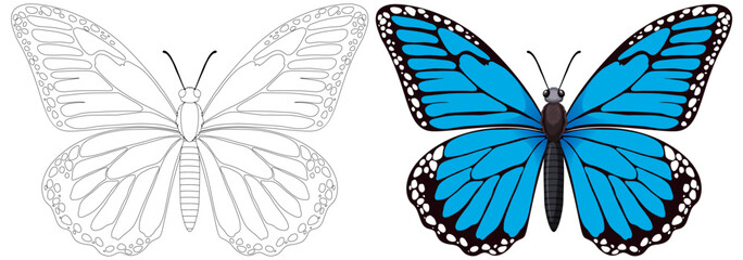 Two butterflies, one outlined and one vibrantly colored.