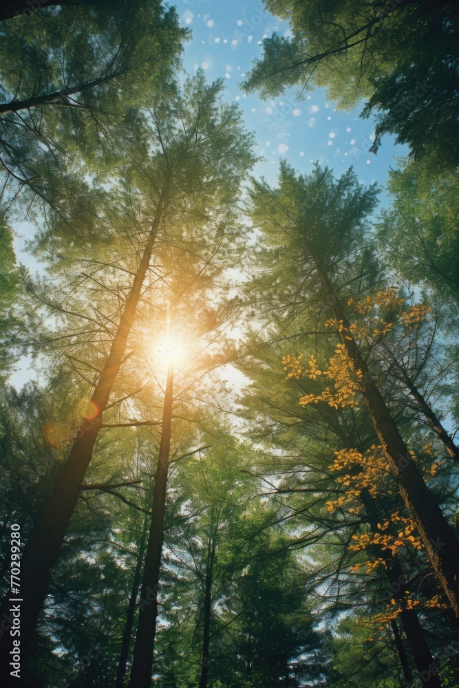 Poster a forest with trees in the background and a sun shining through the trees