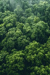 Fototapeta premium A lush green forest with rain pouring down on it. The trees are tall and dense, creating a sense of depth and serenity. The rain adds a calming effect to the scene, making it feel peaceful