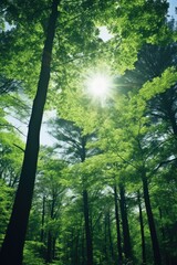 A forest with trees and sunlight shining through the leaves. The sunlight is bright and warm, creating a peaceful and serene atmosphere