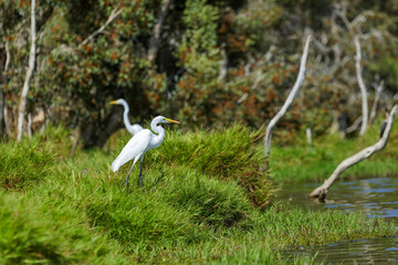 Grande aigrette à l'affût au bord d'une rivière