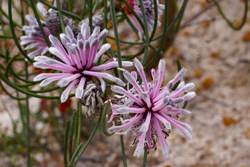 Coneflower (Isopogon scabriusculus ssp. stenophyllus) with pink flowers in natural habitat, Western Australia