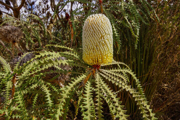 Flower spike of the showy banksia (Banksia speciosa) with saw-toothed leaves in natural habitat,...