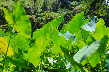 Trees in the natural forest.
