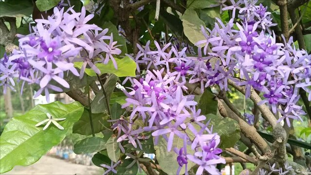 blooming tropical purple wreath flowers. Queen's wreath, sandpaper vine or Petrea volubilis | Nilmoni Lota moving in wind in morning light of summer season. Close up, flowers blooming in garden