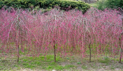 빨갛게 핀 꽃가지가 축 늘어진 빨간 매화나무