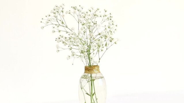 White gypsophila in vase close up on white background. Elegant branch of small flowers blossom. Wedding decoration. Fresh light floral video