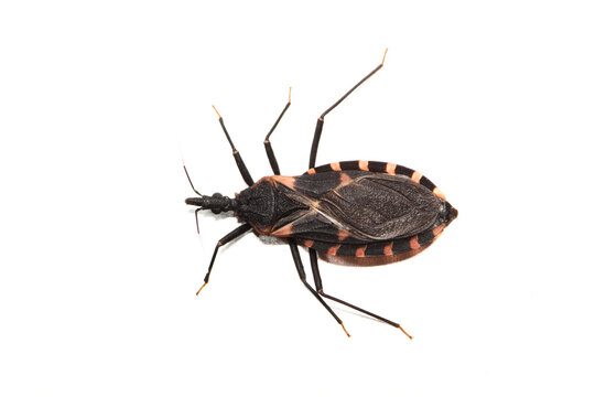 Eastern Bloodsucking Conenose Kissing Bug Triatoma sanguisuga Chagas disease carrier isolated white background.	