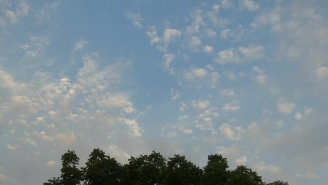 White altocumulus clouds in the blue sky moving slowly towards the right above a treetop.