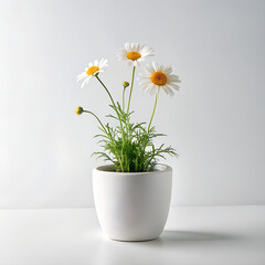 chamomile in minimalist white pot on white background