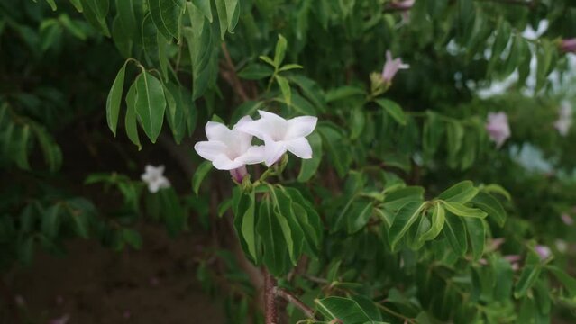 Shot of beautiful white rubber vine flowers. Closeup view.