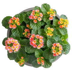 Obraz premium Lively Lantana: Vibrant Potted Houseplant in Isolation, White Background - Stock Photo