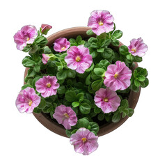 Lush and Vibrant Potted Rock Rose Cistus Plant on White Background, Perfect for Your Design Needs