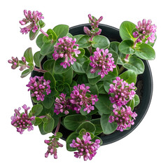 Beautiful Red Valerian Houseplant in Potted Pot on White Background - Isolated and Transparent Cutout for Design Projects