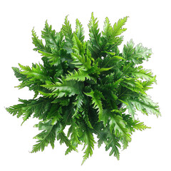 Radiant Rabbit Foot Fern in Isolated Elegance: A Top-Down View of Lush Greenery Against a Clean White Backdrop