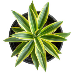 New Zealand Flax houseplant in pot isolated on white background - vibrant and stylish botanical decor element. Clean and professional cut-out image available for your design projects on Adobe Stock.