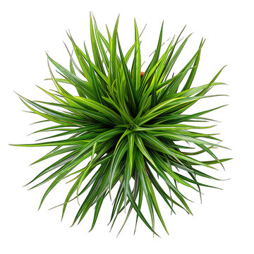 Modern Minimalist: Top View of Nolina Beargrass Tree Plant in Potted Isolation on Clean White Background - Ideal for Interior Design Concepts and Graphic Design Projects