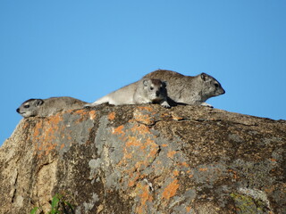 Three rodents on top of a rock