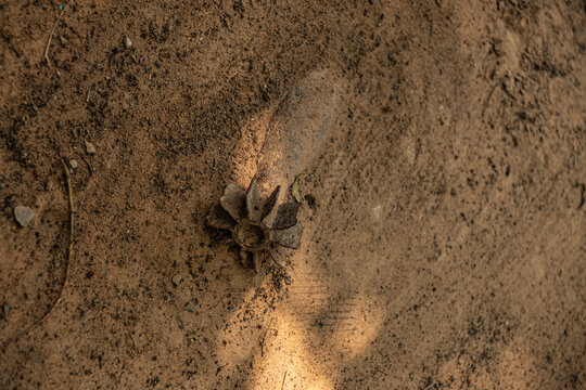 Mortier non explos&eacute; retrouv&eacute; enterr&eacute; dans le sol cambodgien suite &agrave; des bombardements dans les ann&eacute;es 1970