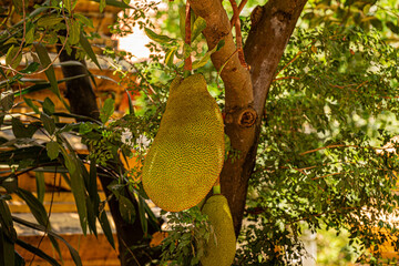 Fruit du jaquier mûr suspendu à la branche de son arbre