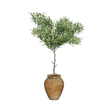 Young olive tree in terracotta pot isolated. Olive tree in pot. Png transparency	