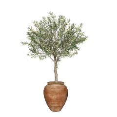 Young olive tree in terracotta pot isolated. Olive tree in pot. Png transparency	