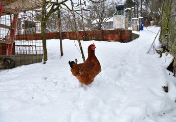 domestic chicken walking and eating  on the snow farm in the winter - 770314663